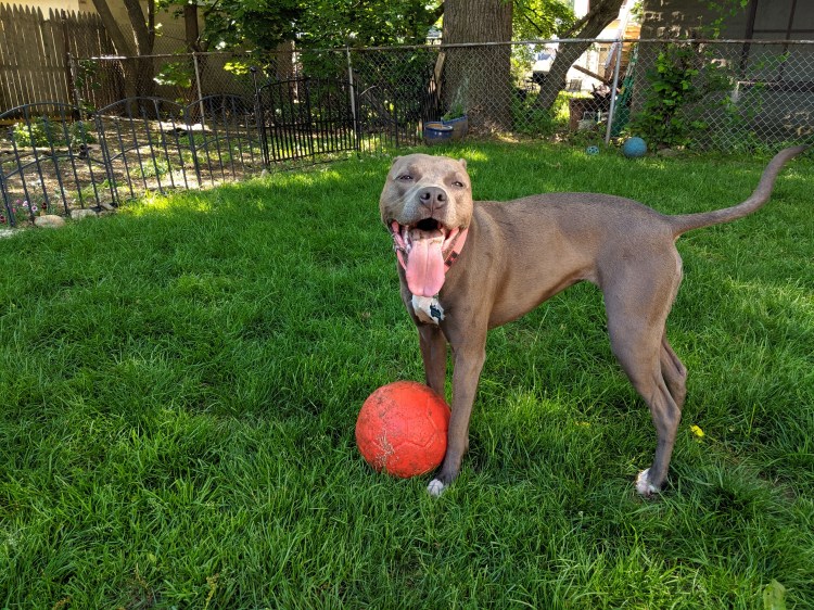 Smiling puppy in the yard!